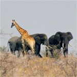 giraffe and elephants